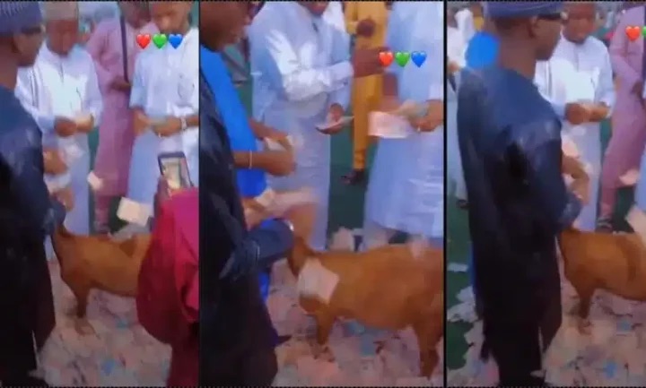 Nigerian youths throw party for goat, spray lavishly on it ( Watch Video)