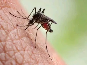 Reasons Why Mosquitoes Are Attracted to Some People More Than Others