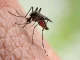 Reasons Why Mosquitoes Are Attracted to Some People More Than Others